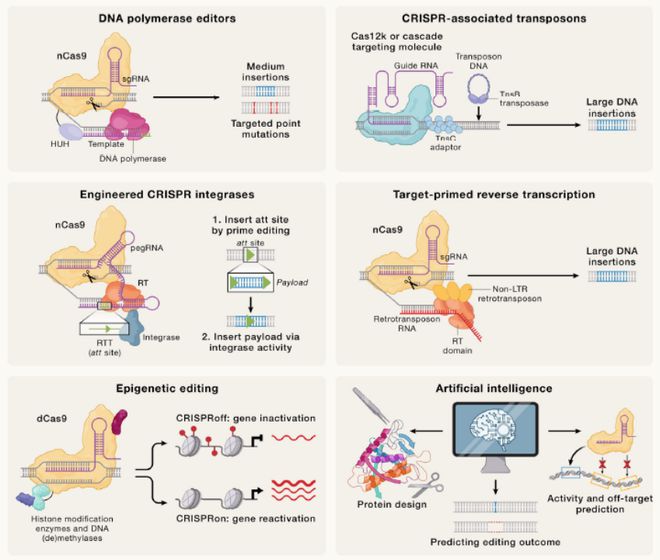 Cell｜CRISPR基因編輯技術(shù)的過去、現(xiàn)在和未來(圖7)